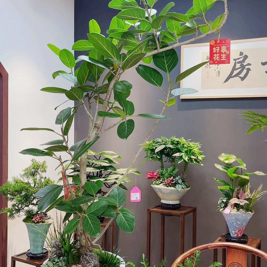 完全开放一物一拍孟加拉榕