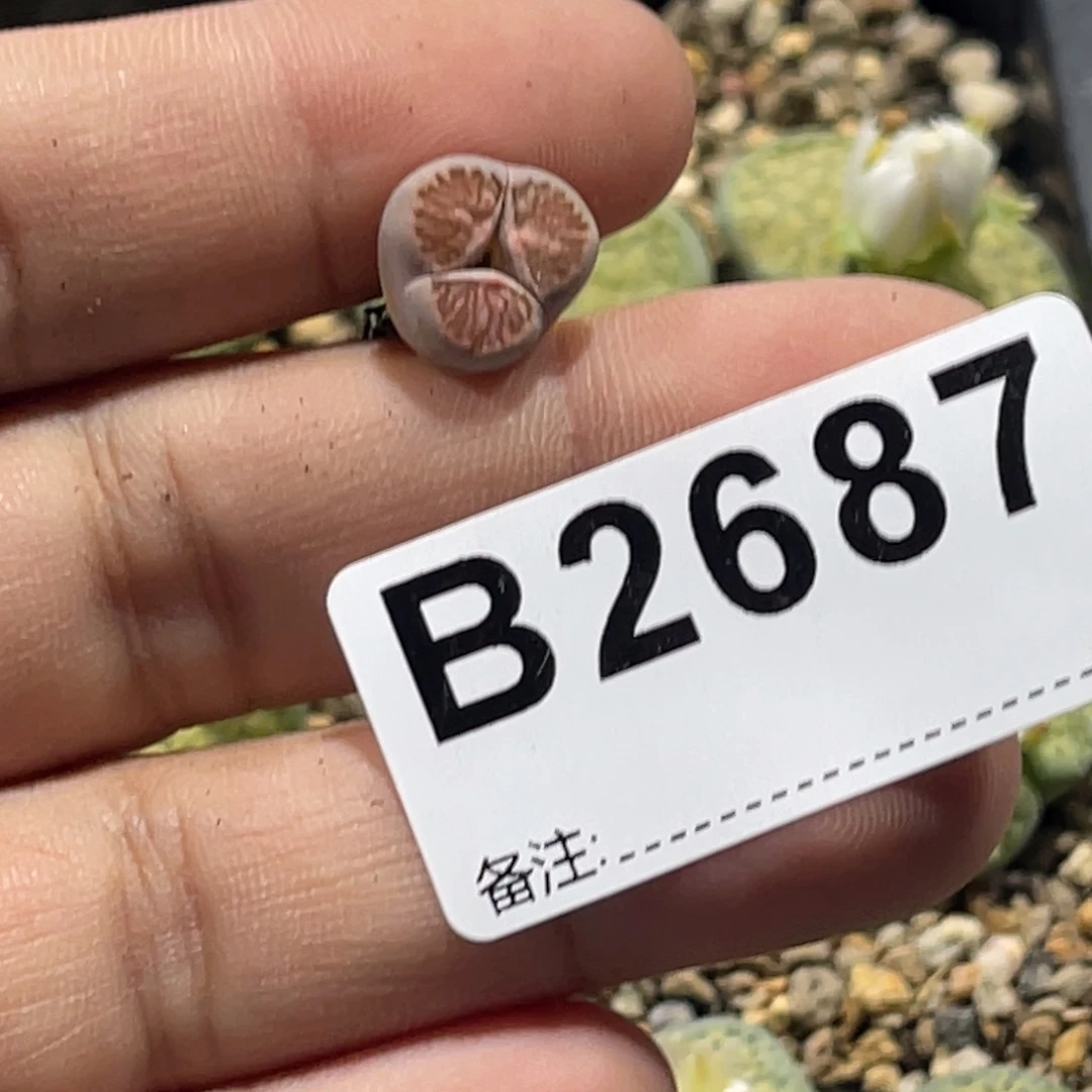然***叙2687怪1专拍的花花