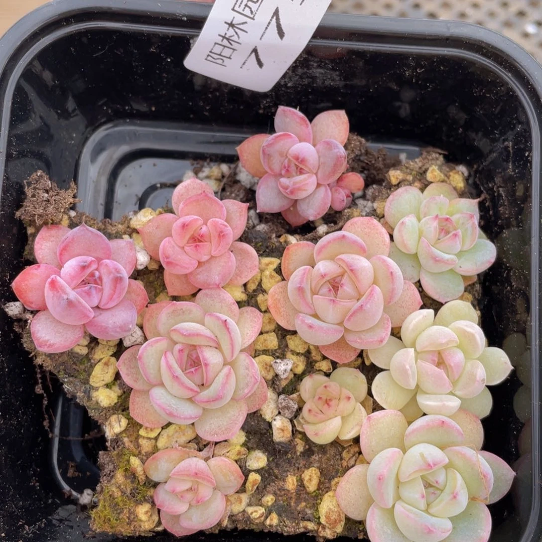 多肉植物多肉植物775