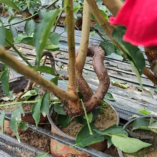 英***师无花朵梅花盆景精品造型