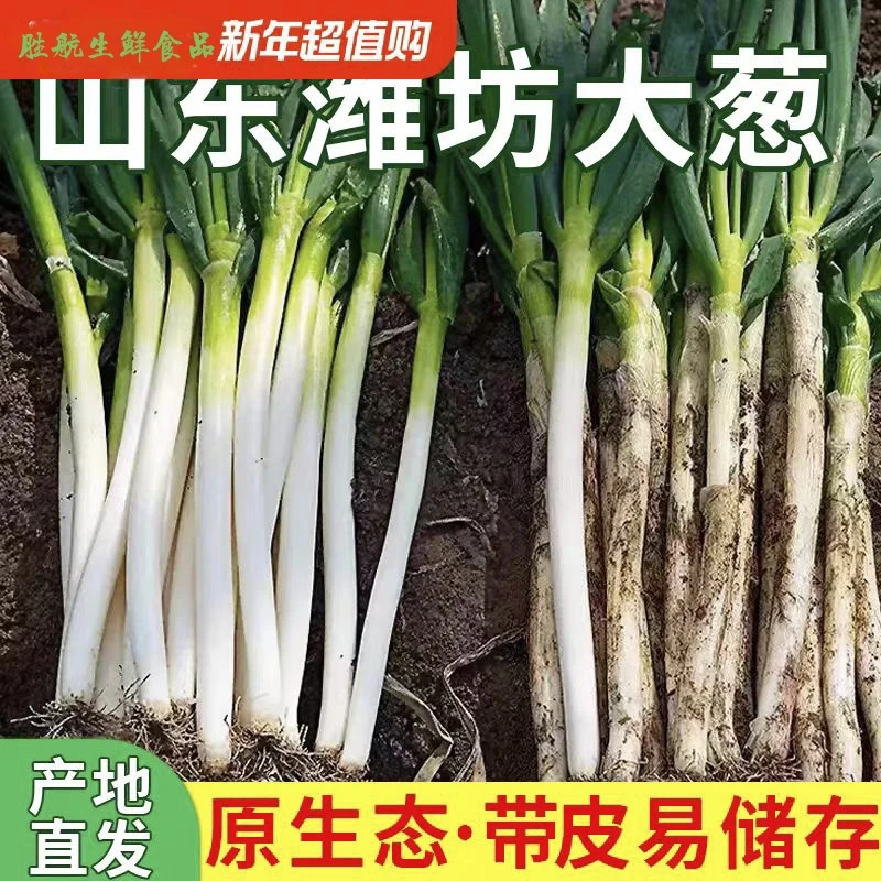 山东铁杆大葱毛葱带皮去半叶带根精品一级铁杆大葱