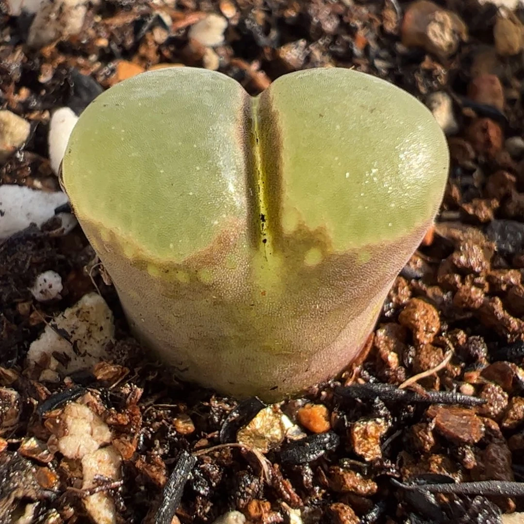 0849多肉植物百科