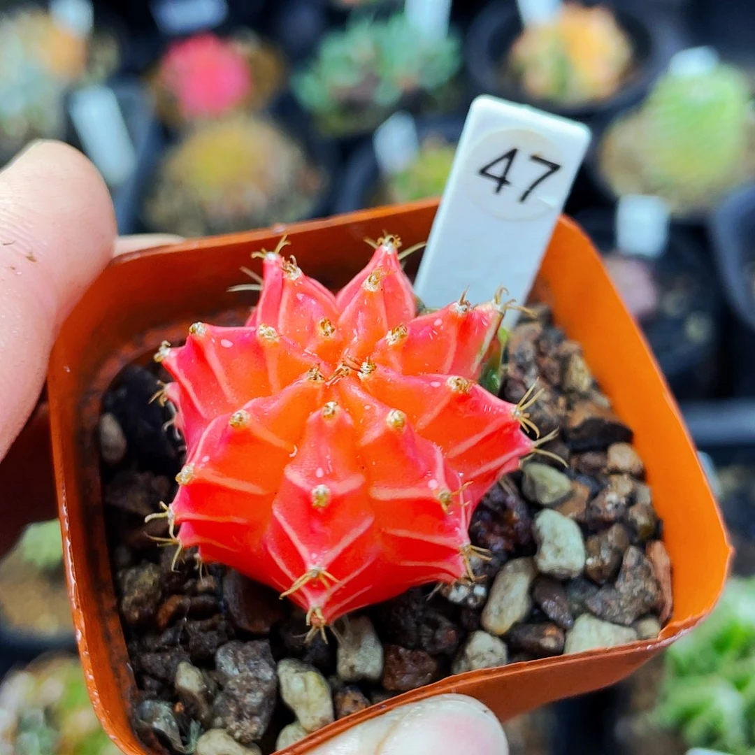 非偏远地区满25包邮仙人球