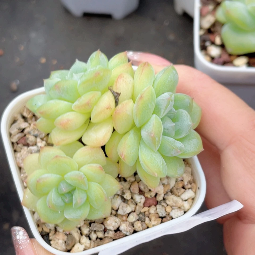 132号糖心冰心珍妮