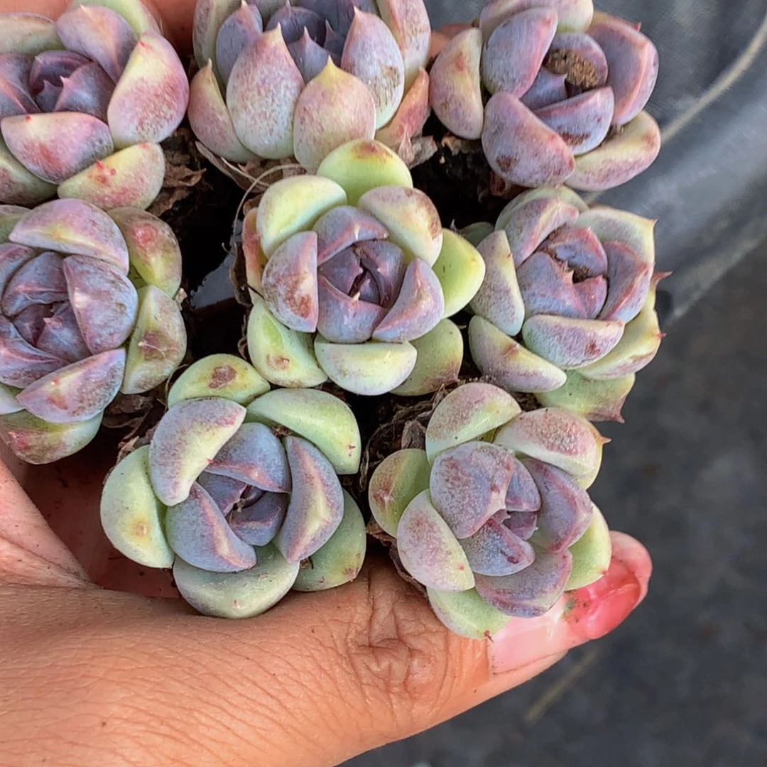 蓝莓小 （6.66包邮不满6.66发叶子不售后）