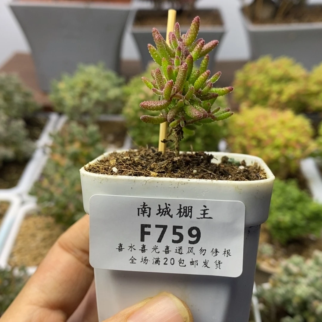 759红麒麟枝干番杏