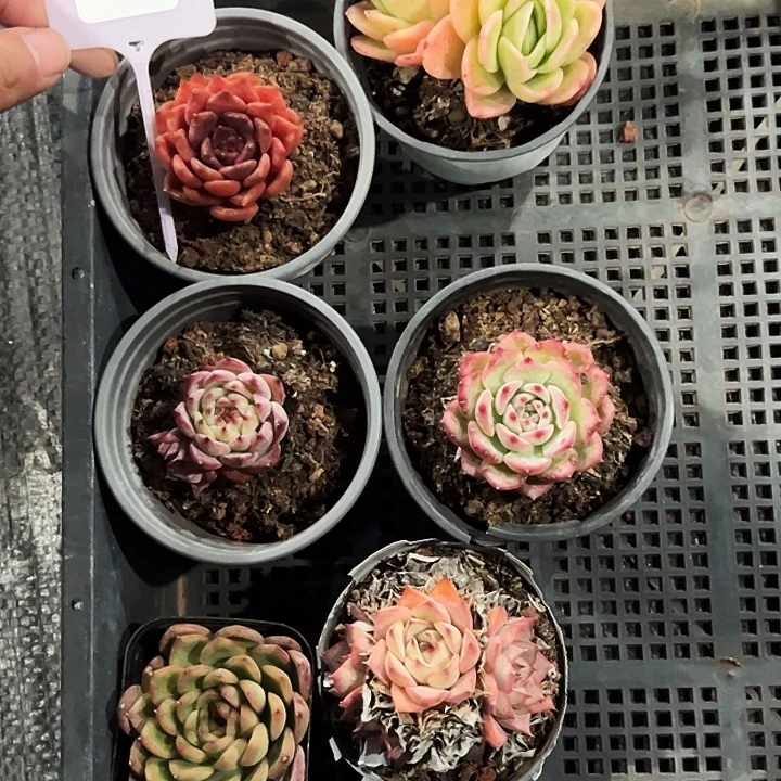 20090号框。  福利多多