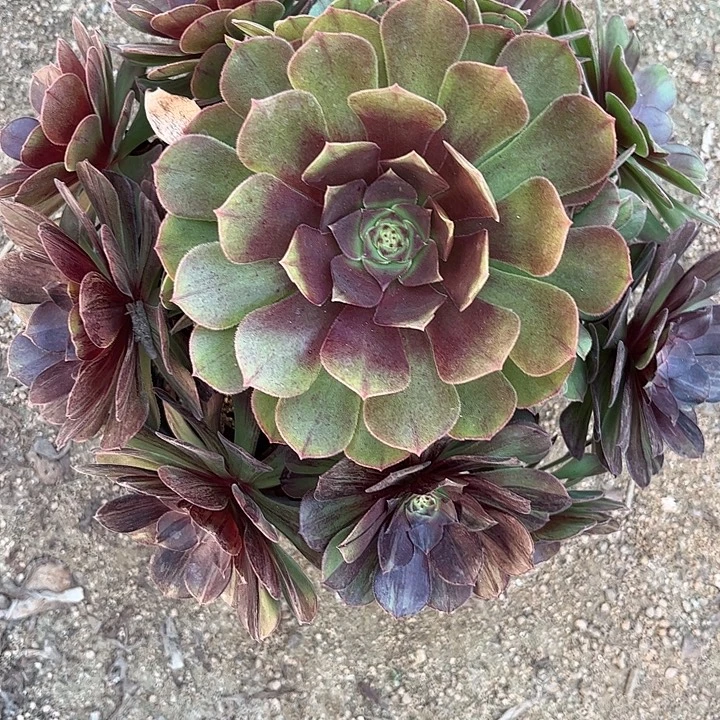 多肉植物墨染锦…………
