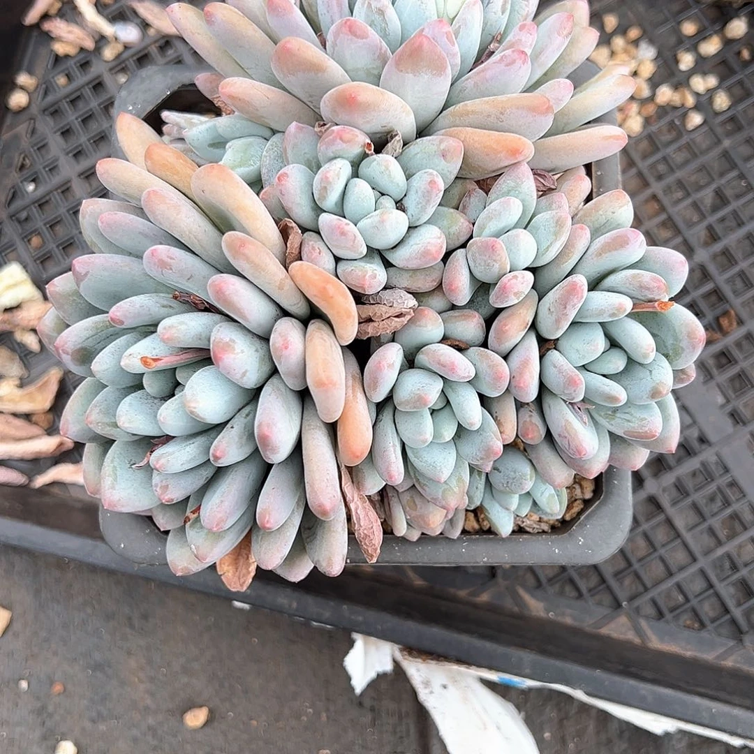 叮*～多肉植物一物一拍
