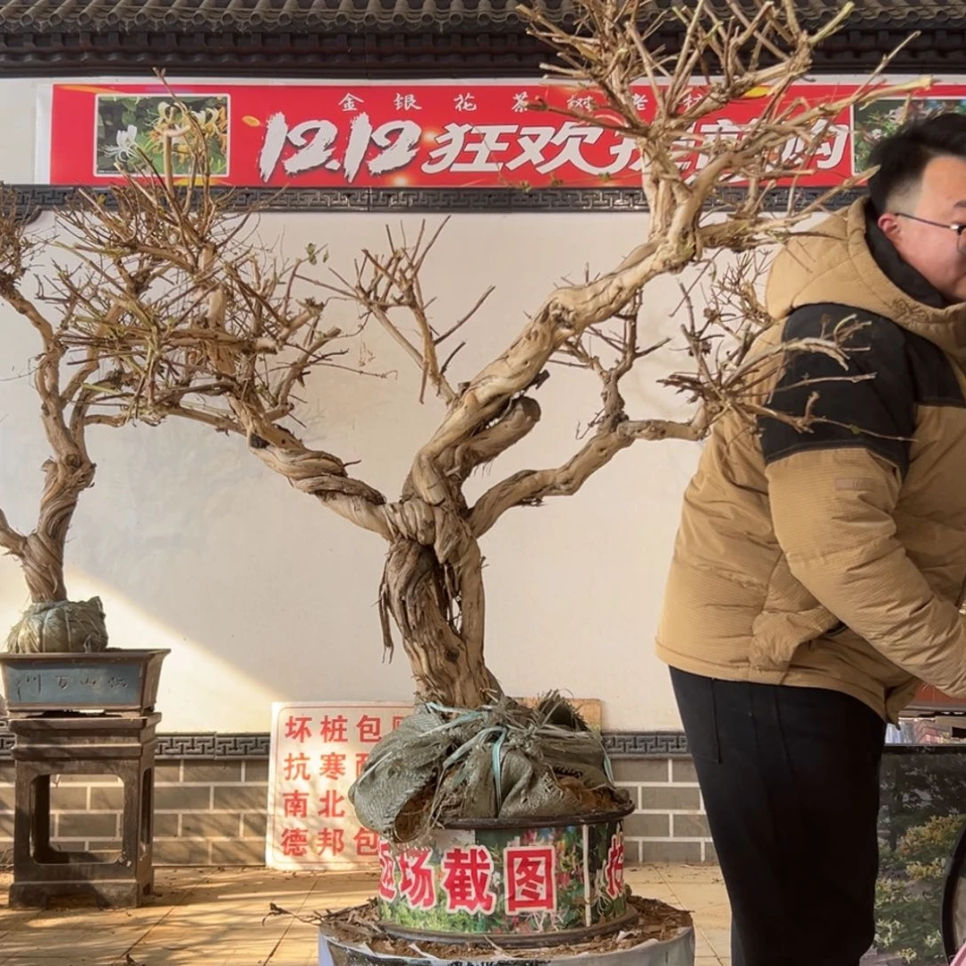 无花朵金银花55855888555555555