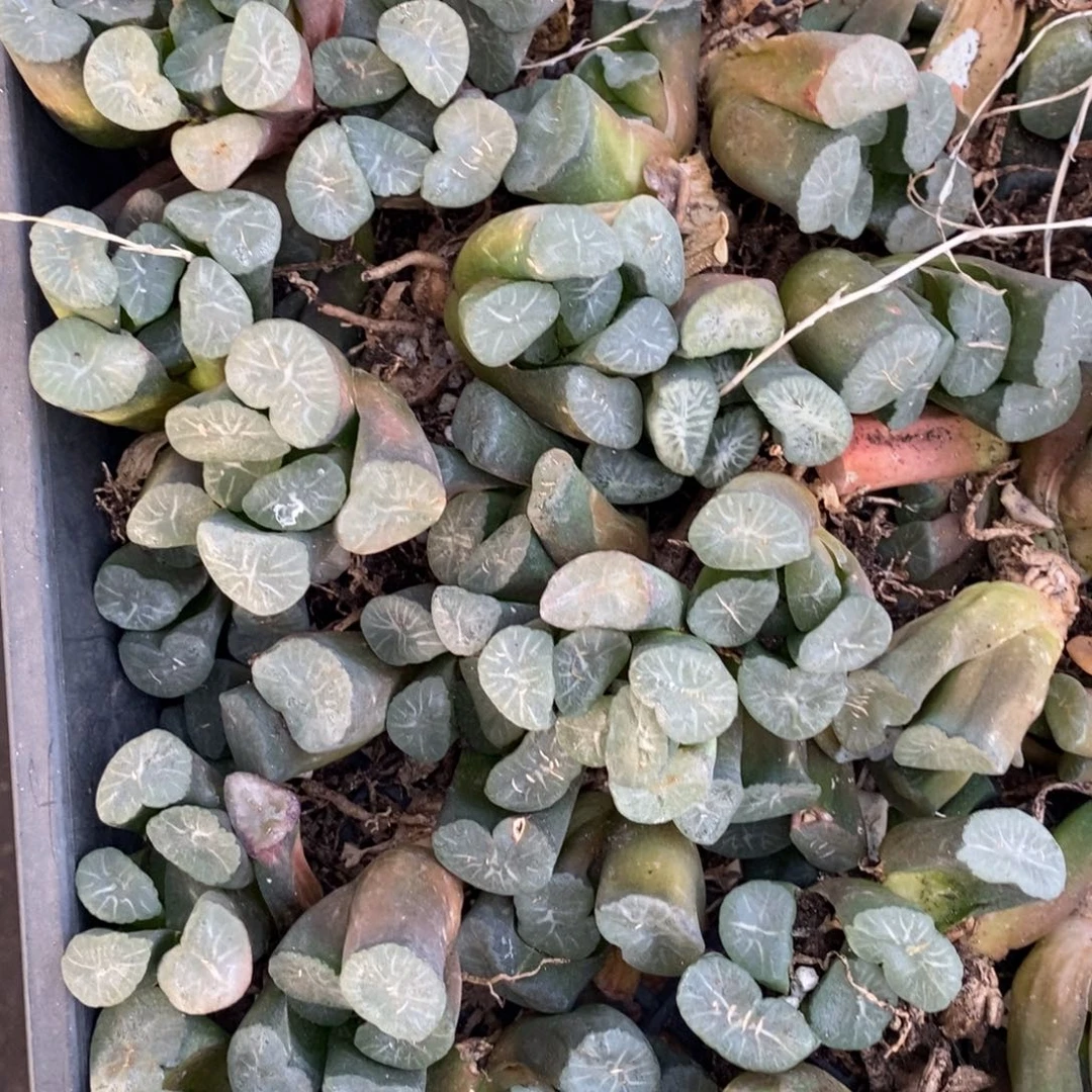 2406 十二卷一颗实生大窗万象 挑大的发货 双蛋福利