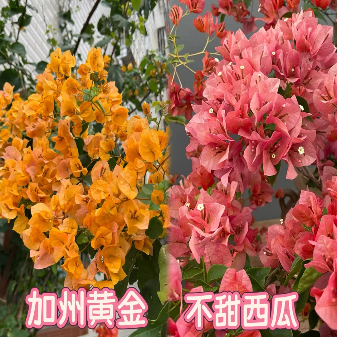 （加州黄金+不甜西瓜）到手2棵 三角梅四季勤花袋苗 不带盆不带花