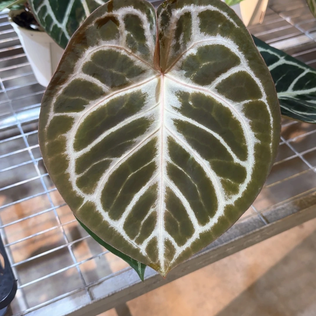 不开花植物女团杂铜锣烧