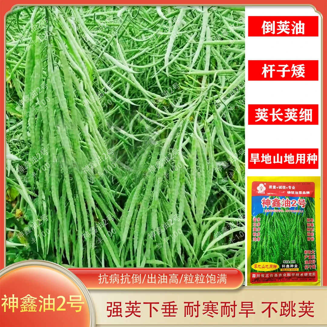 倒荚油神鑫油2号油菜种子旱地山地用种耐寒耐旱高产油菜种子
