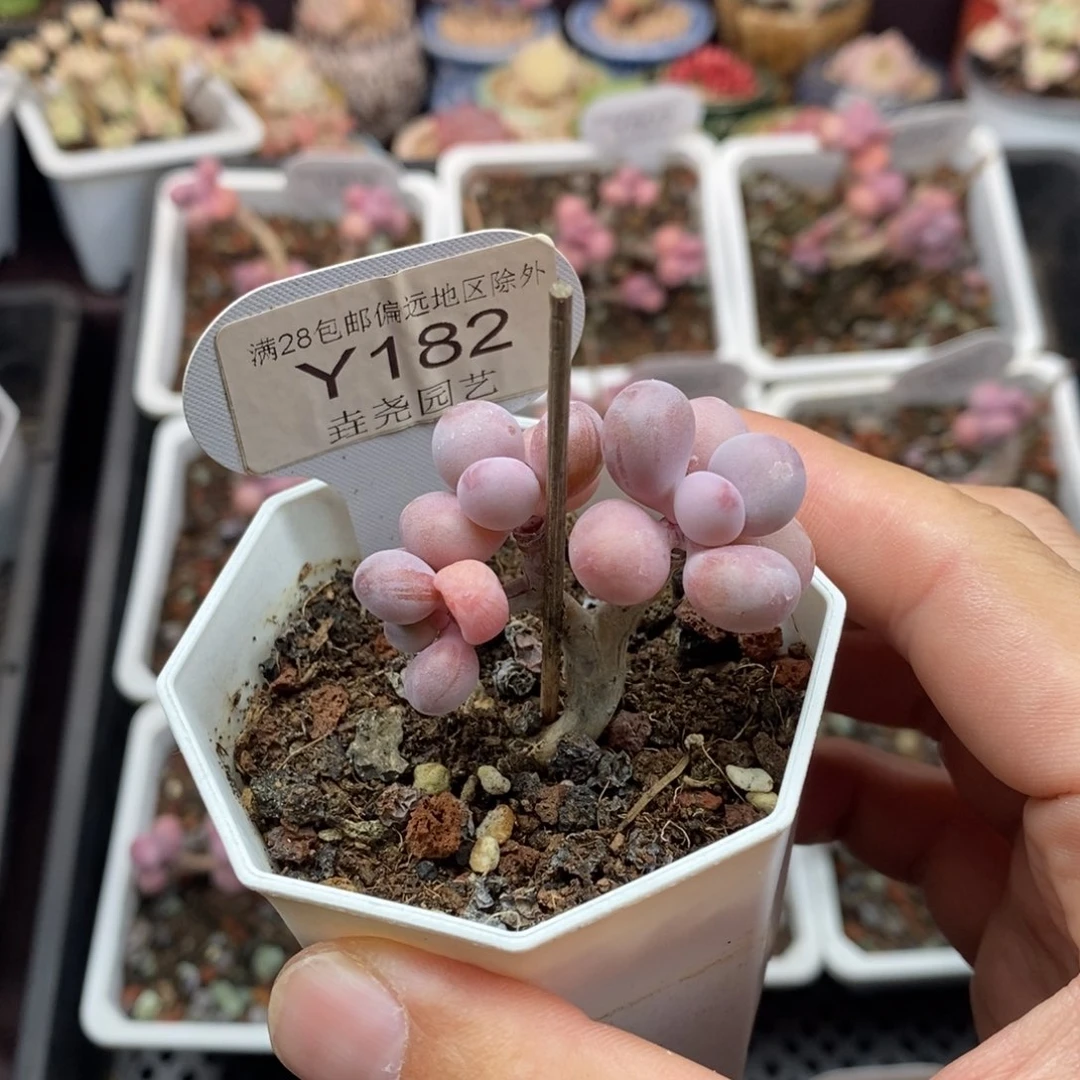 0182 亚美桃蛋 4.5cm