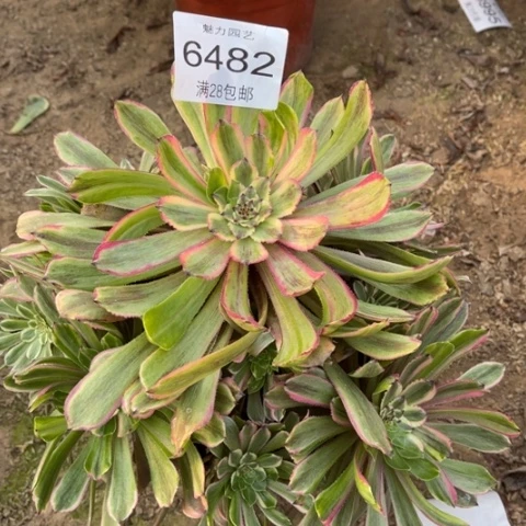 粉黛多肉多肉6482