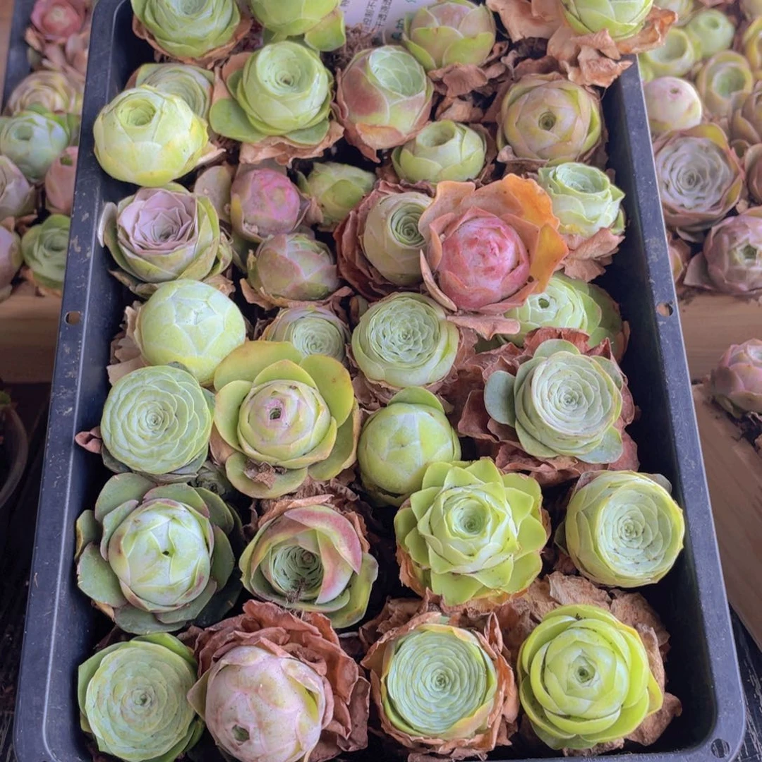 保底三十颗888888量拍