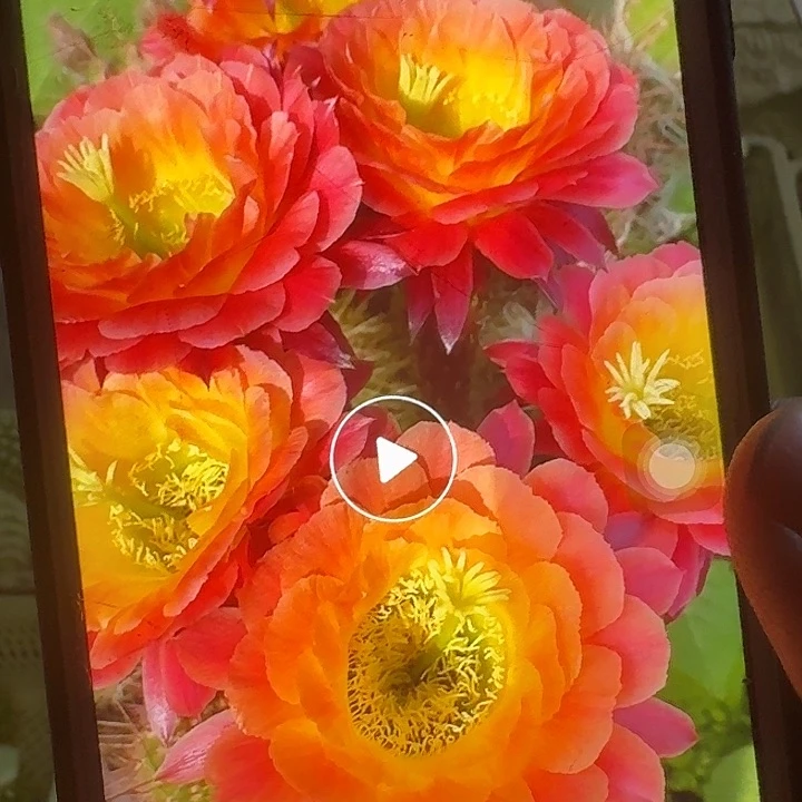 大满贯侧芽5公分毛花柱
