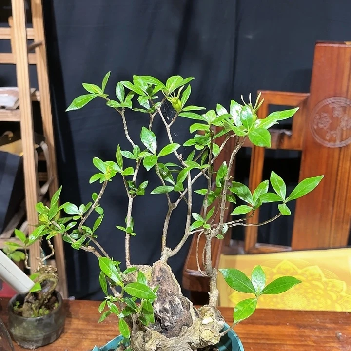 当前无花朵，栽培后可花朵一**复