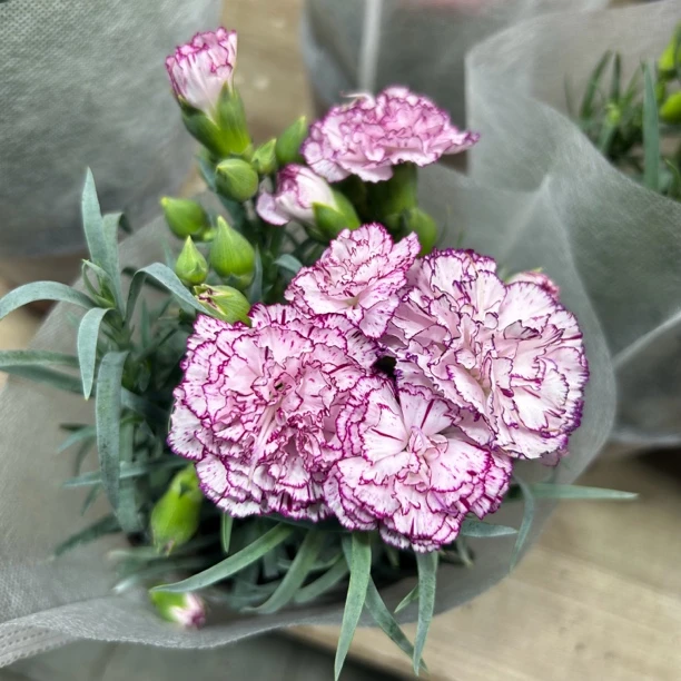 康乃馨紫色条纹带花带花苞