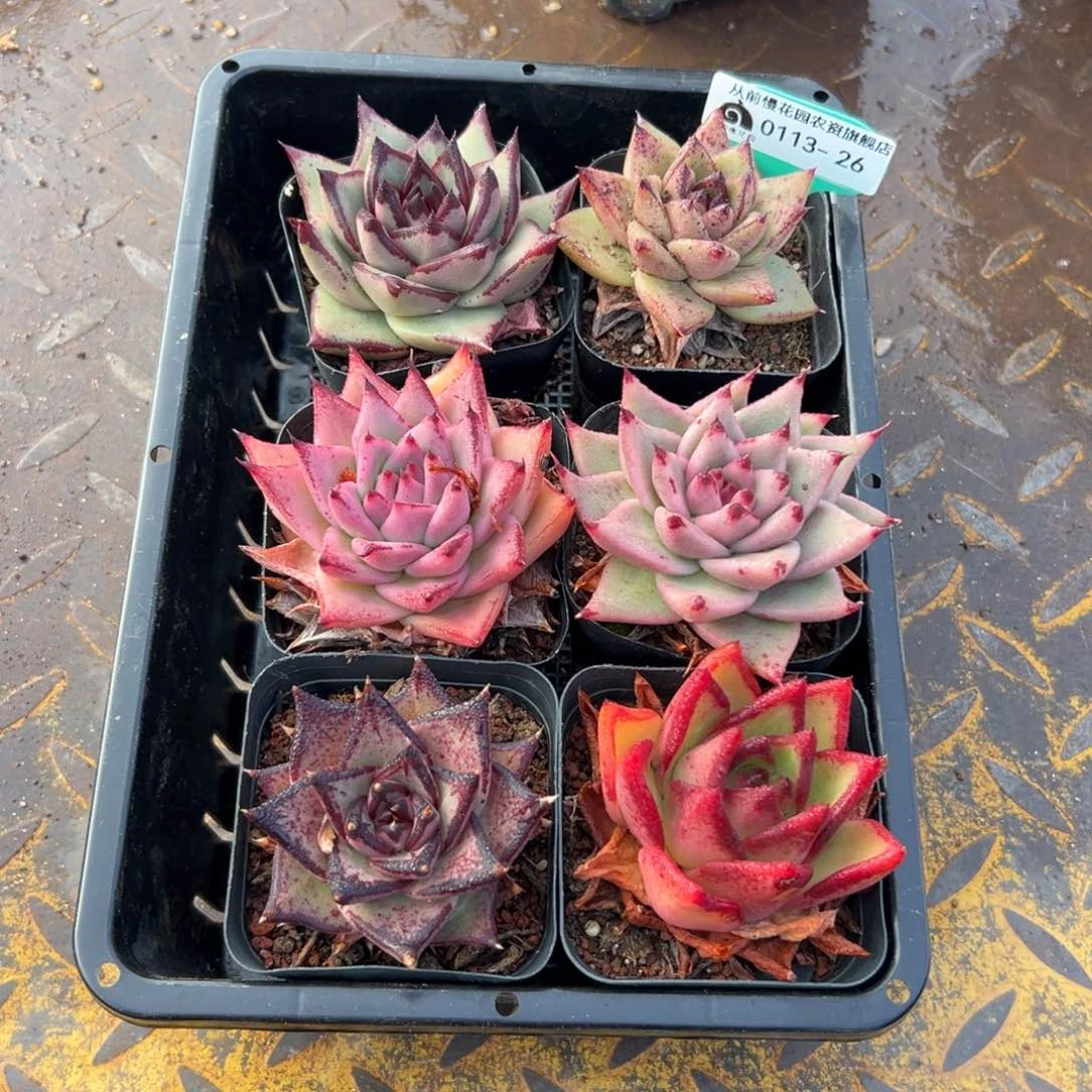 多肉一物一拍0113-26