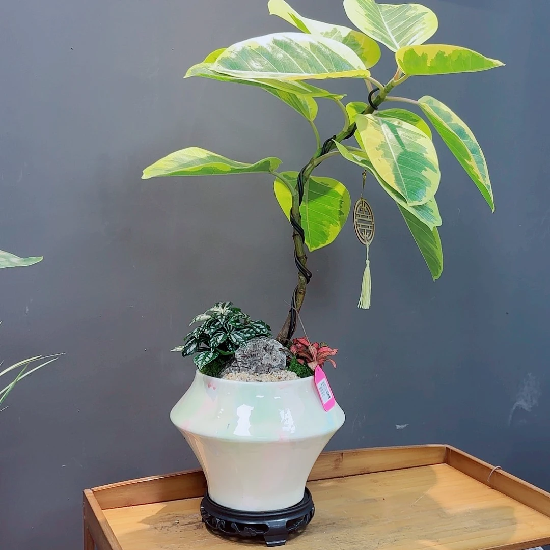 无花朵高端艺术盆景一物一拍