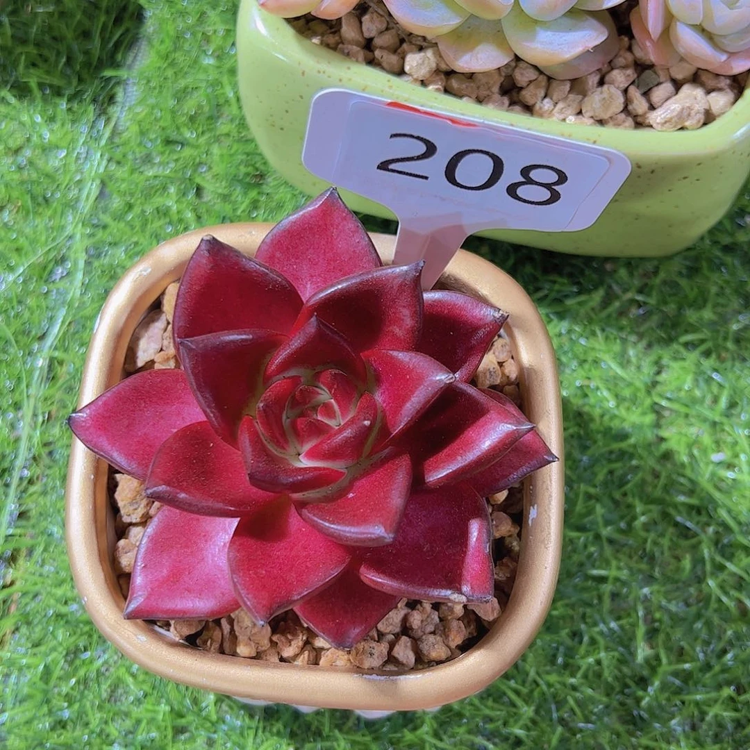 有***猫208罗宾9.9元元元