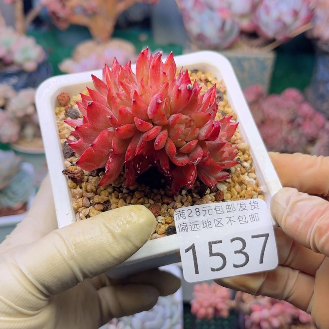 大1537；h d h x b h b n