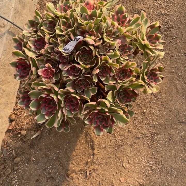 多肉青苹果法师984