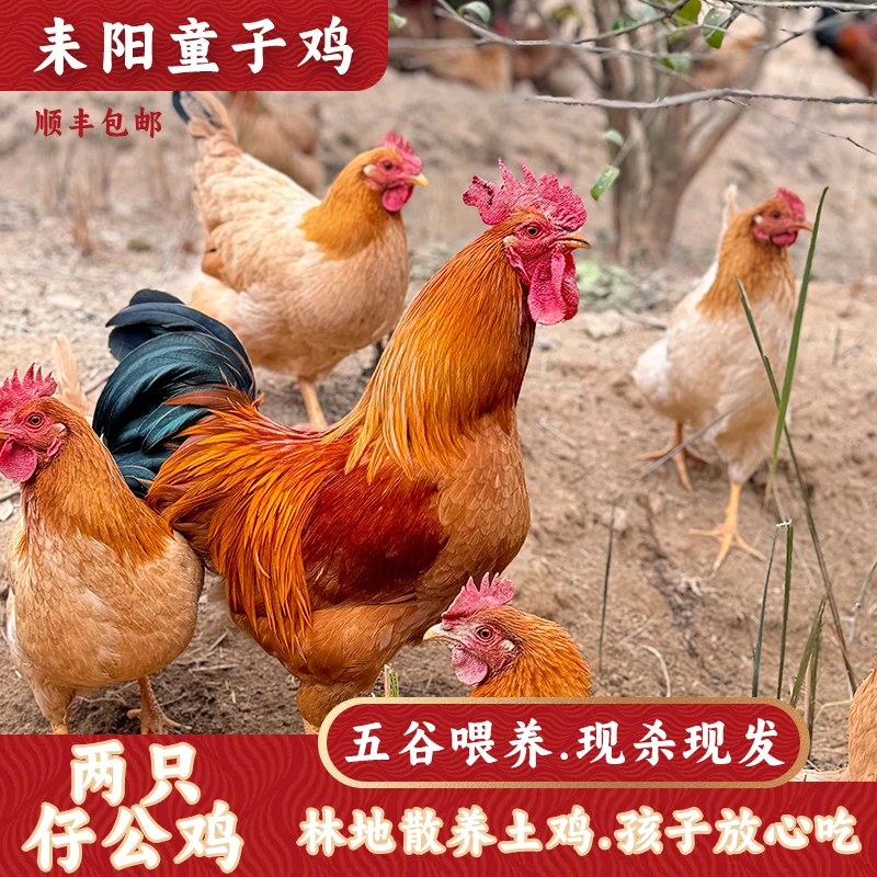 【童子鸡】油茶山溜达散养谷物喂养跑山小公鸡2只约1500g