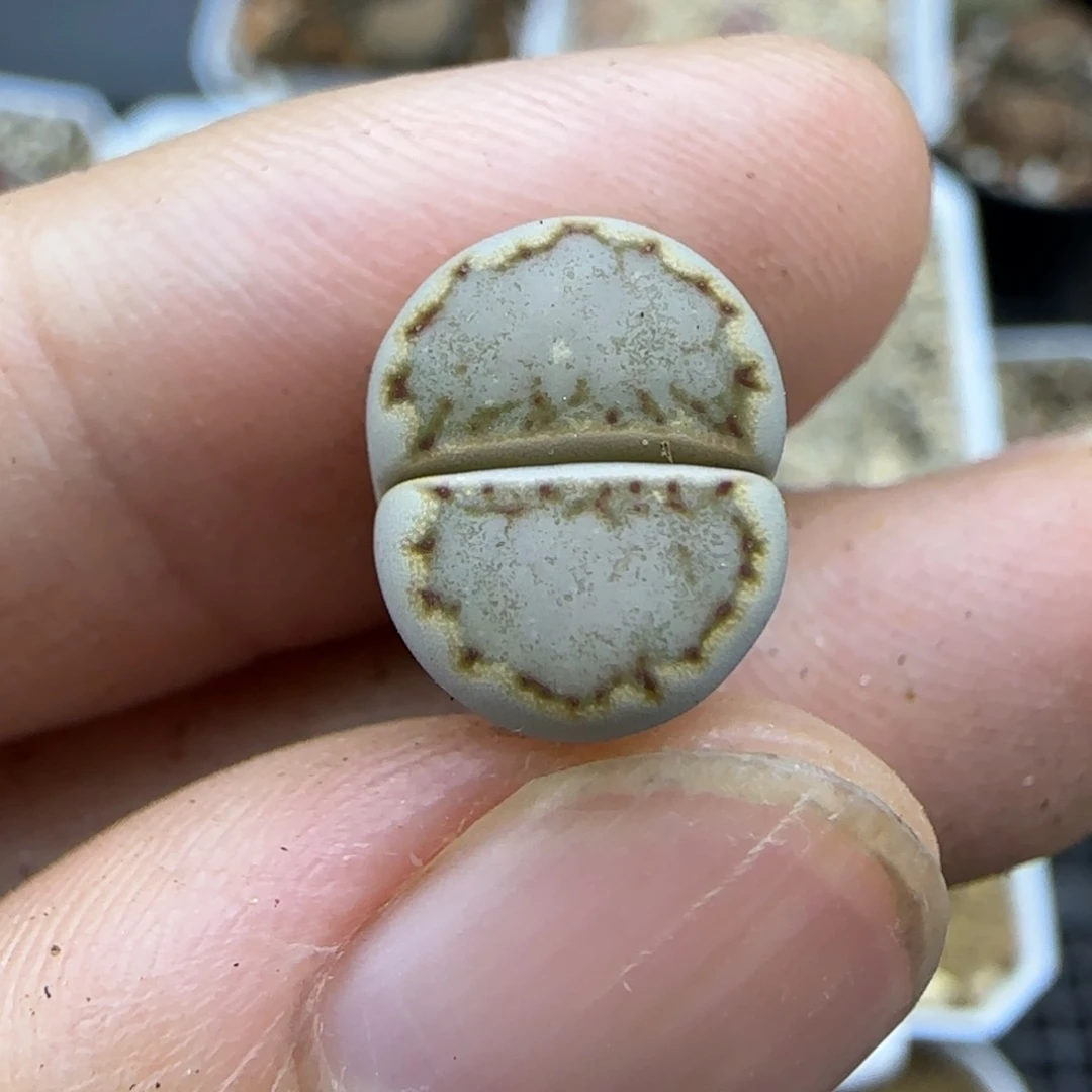 921 生石花大棚直播