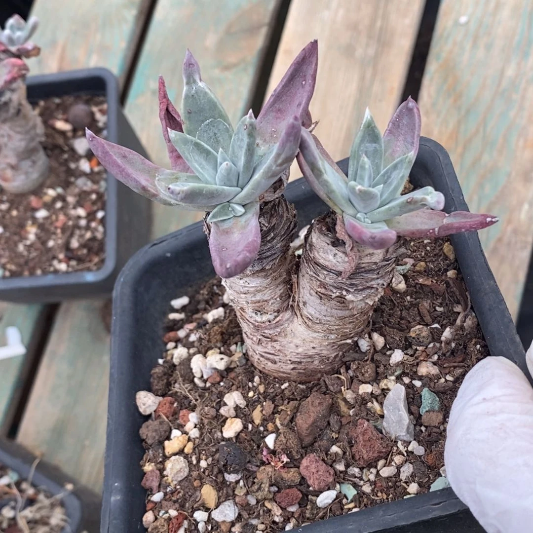 紫苹果呀小可爱粗腿