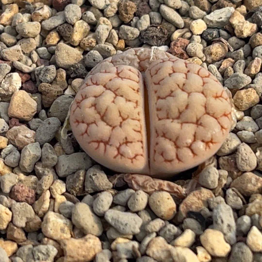 8738红纹凹凸蛙哥189一颗