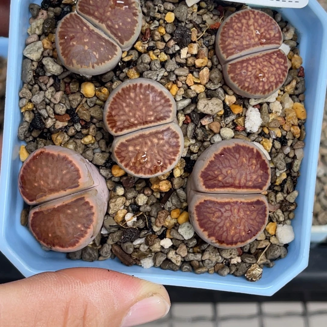 2555福利5颗右腿福利