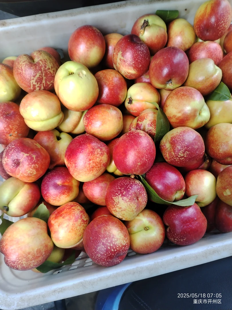 重庆开州黄肉红油桃新鲜当季桃子果园现摘现发脆甜