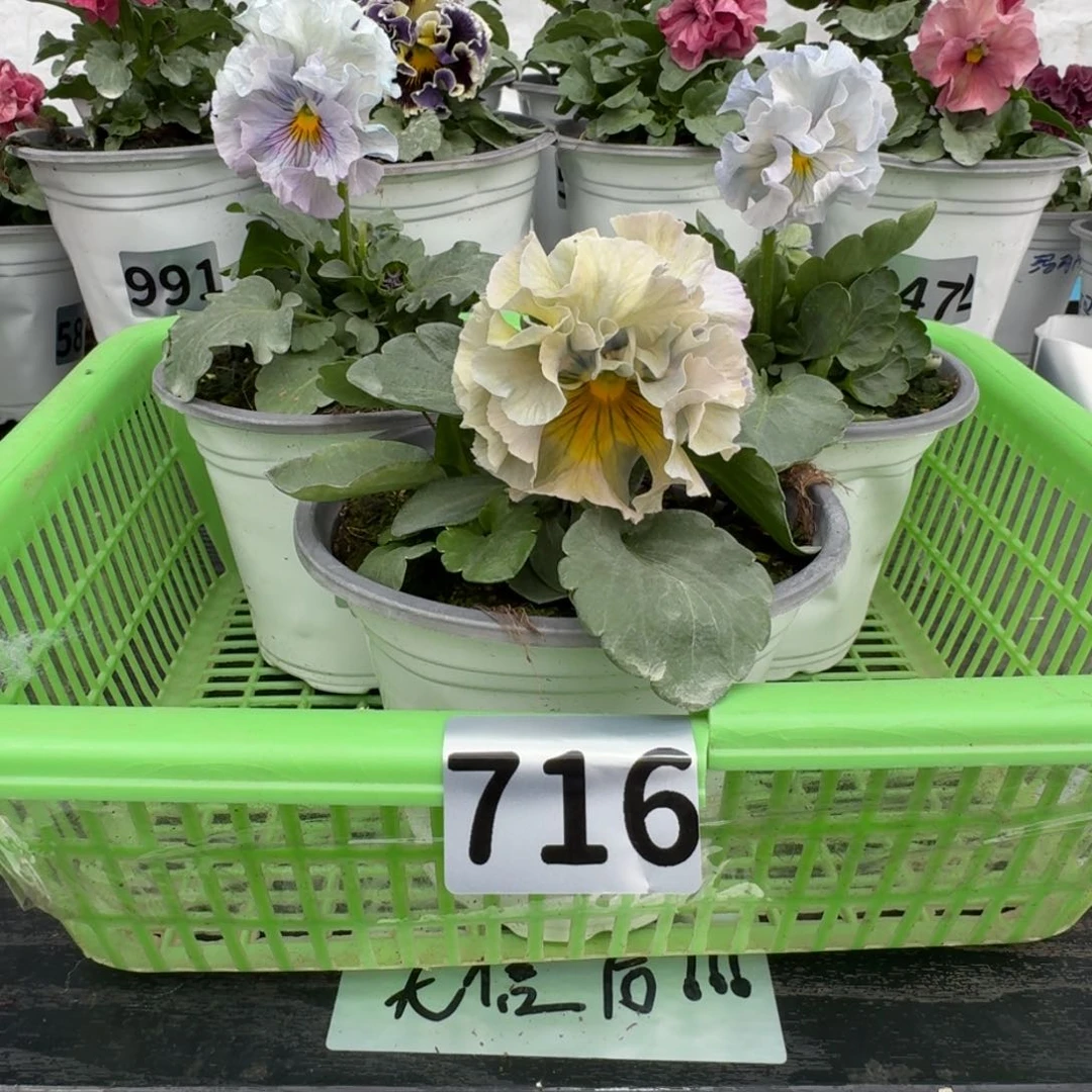 全部花朵嬛*716号组合