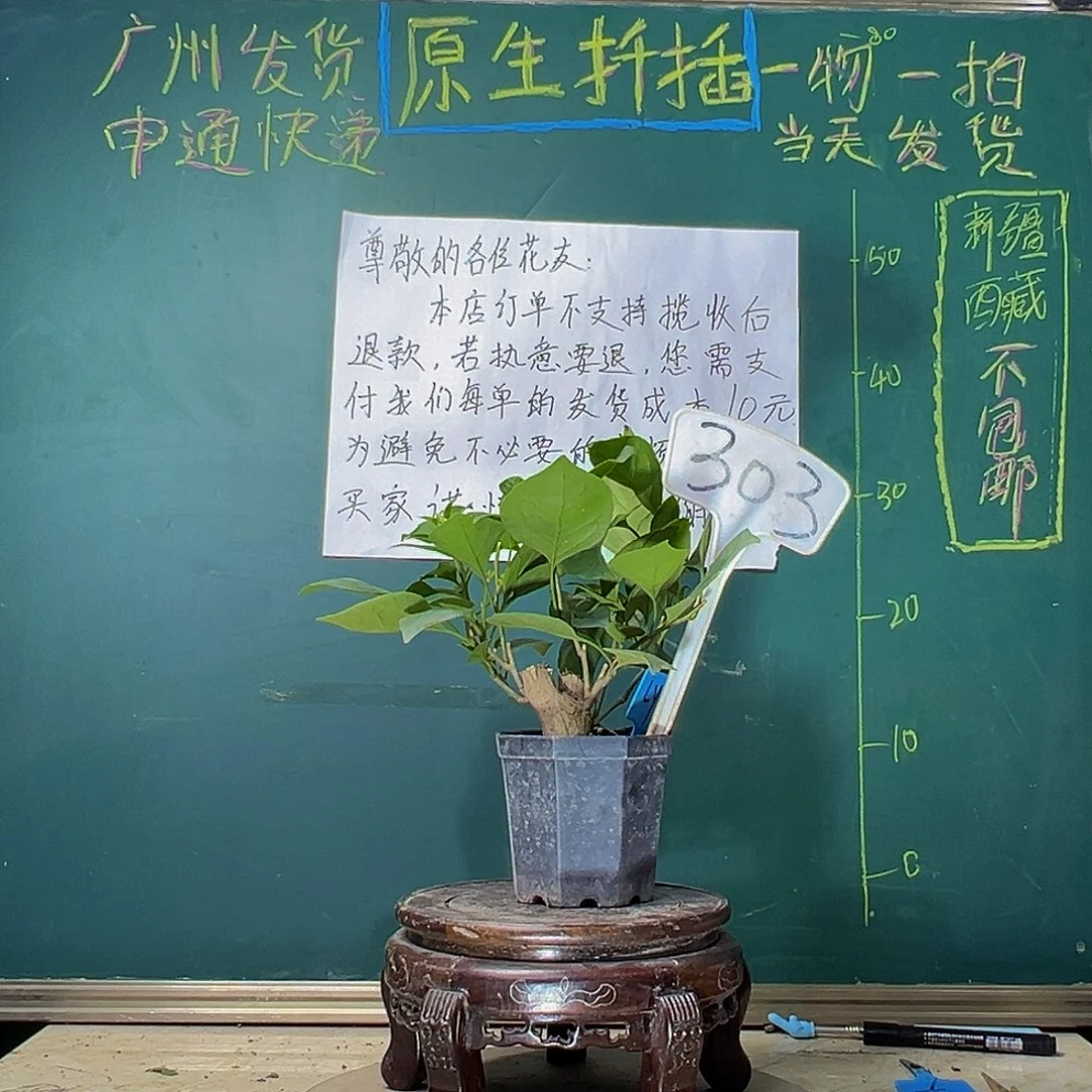 当前无花栽培后可以开花绿樱 大宝 303