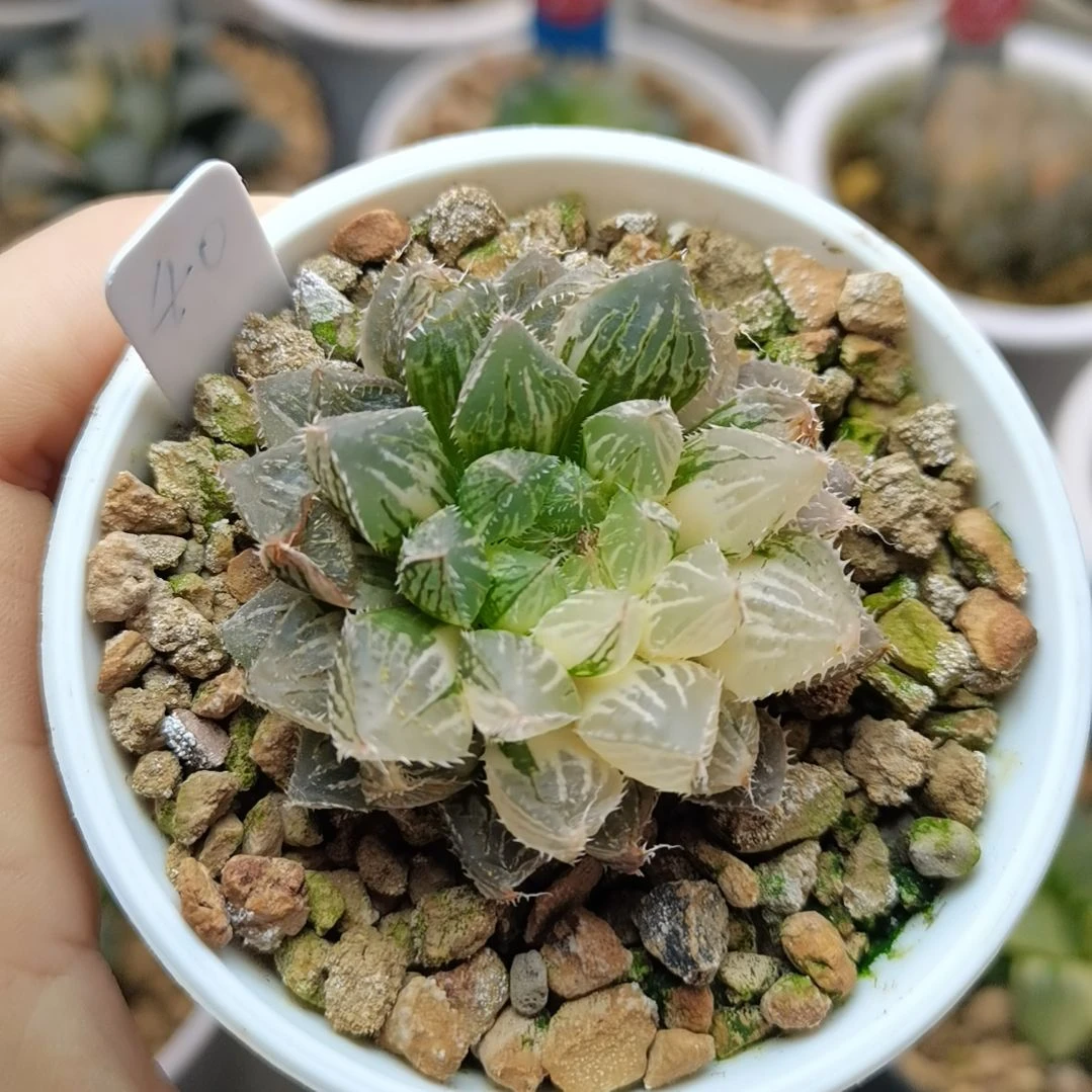 40号楼兰锦一物一拍带盆土发货