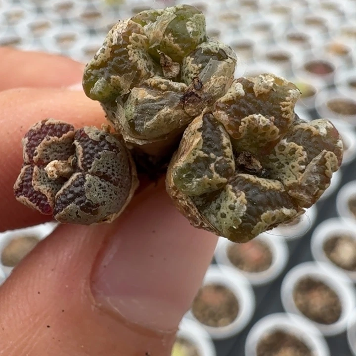 874两颗勋章58885555