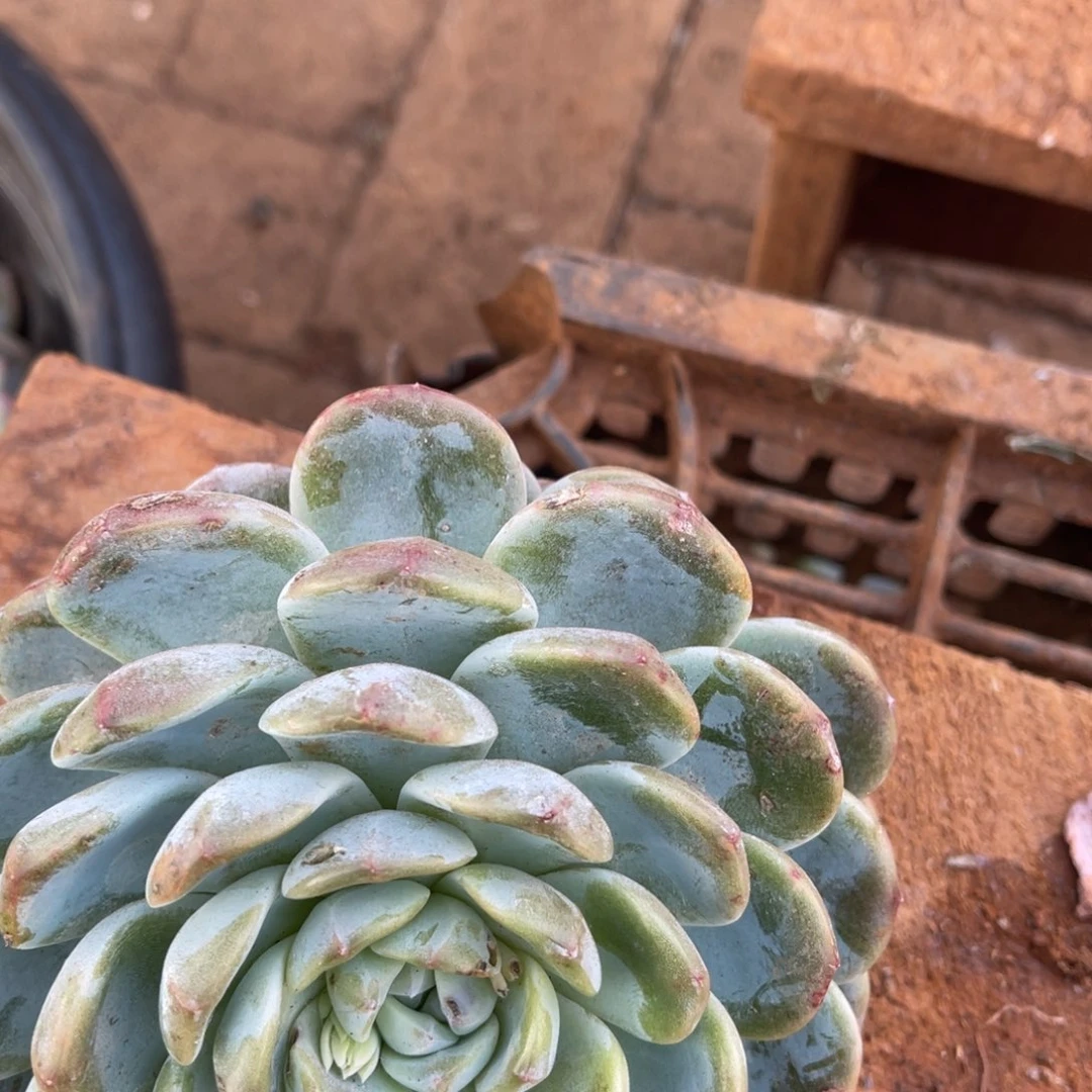 司***徒十级福利整装无砍