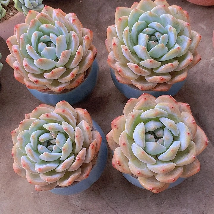 一物一拍，大福利单头4颗橙梦露老庄