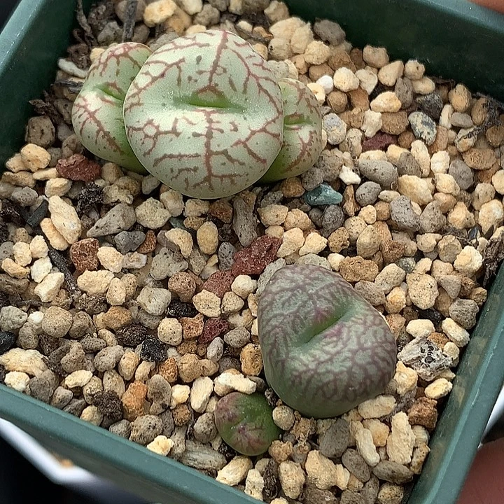 精品多肉植物精品杂交系列