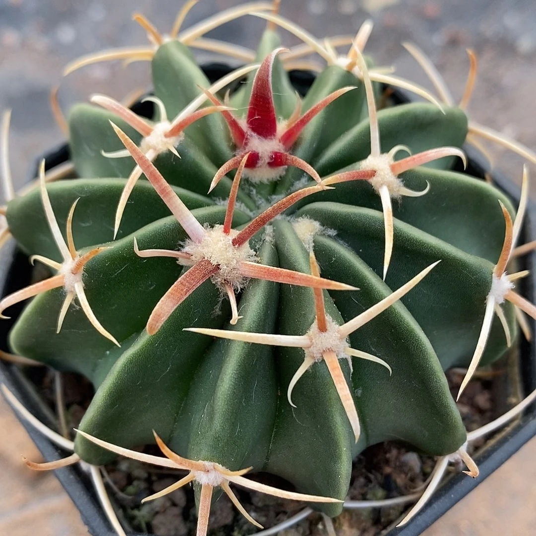 实生  武藏凌波6公分左右一物一拍