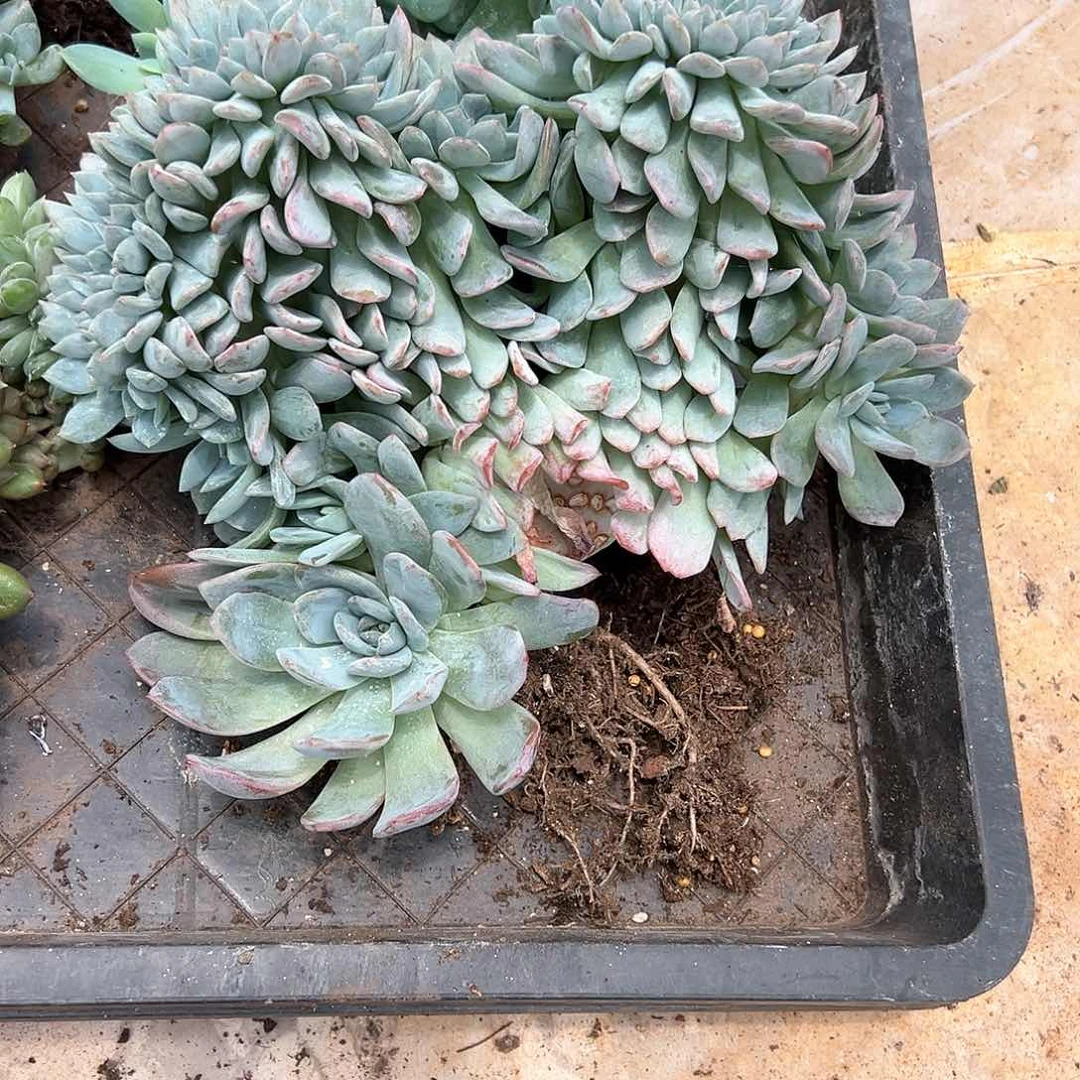 【闪购商品】全明星缀