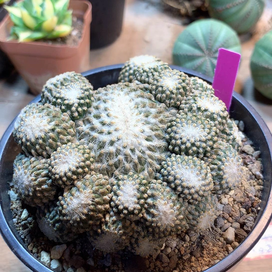 银牡丹群