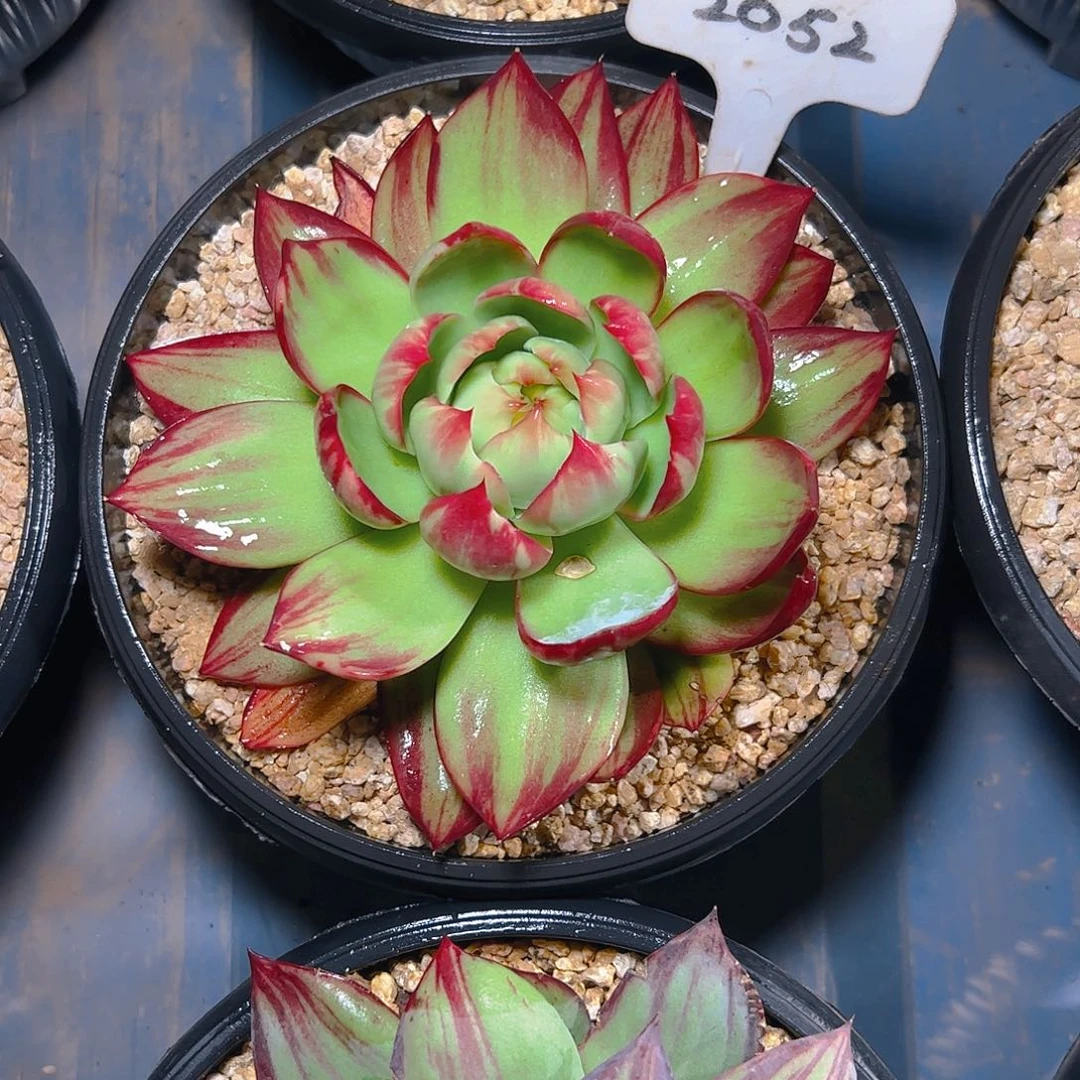 云***深惊鸿仙子2052号有干疤介意勿拍