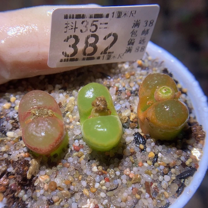 精品生石花35.382