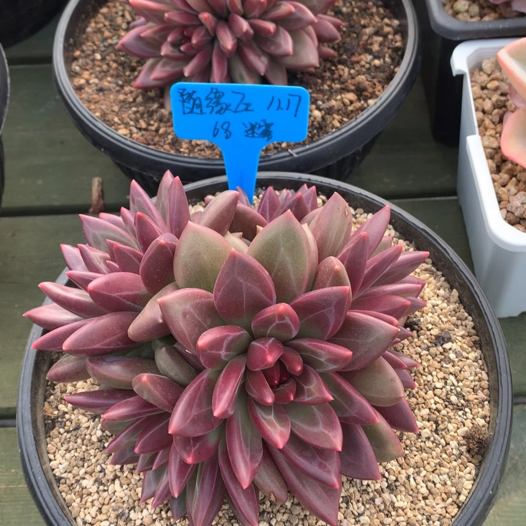 随***z我们家的小仙女们