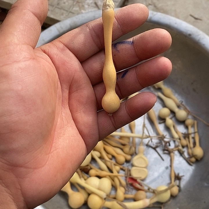 D***D手把精品文玩葫芦