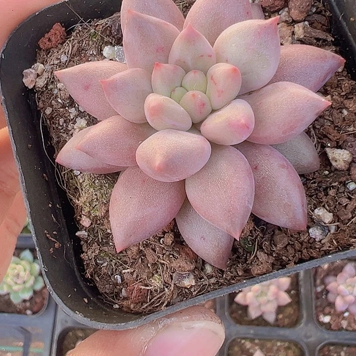 红蜻蜓精品多肉植物